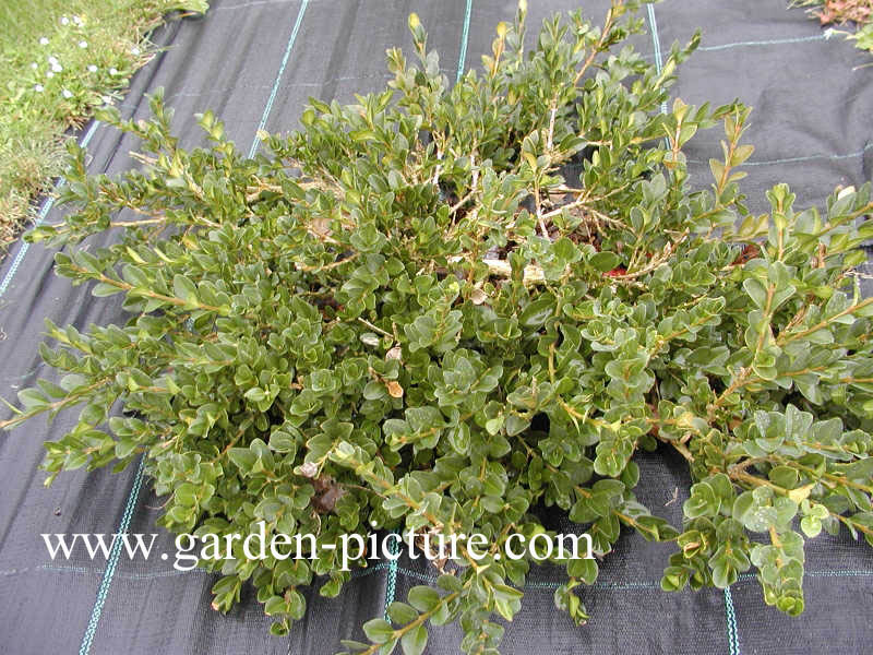 Buxus sempervirens 'Latifolia Pendula'