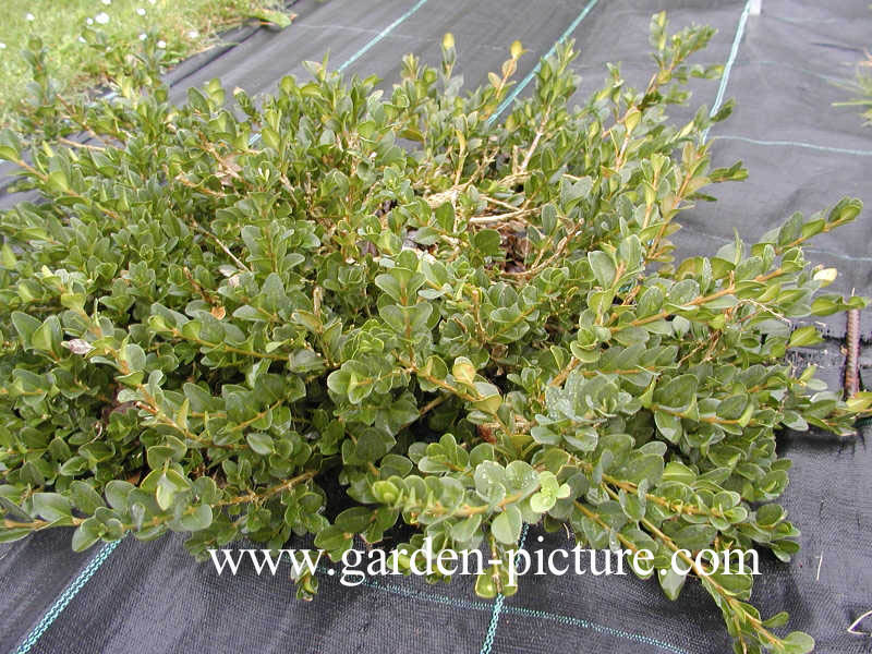 Buxus sempervirens 'Latifolia Maculata'