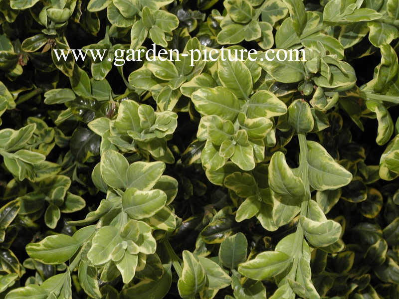 Buxus sempervirens 'Marginata'