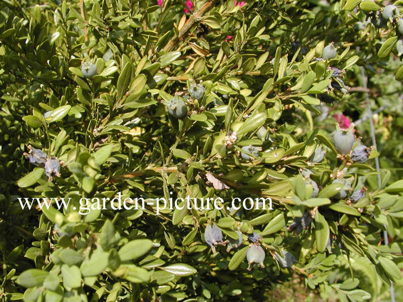 Buxus sinica 'Cushion'