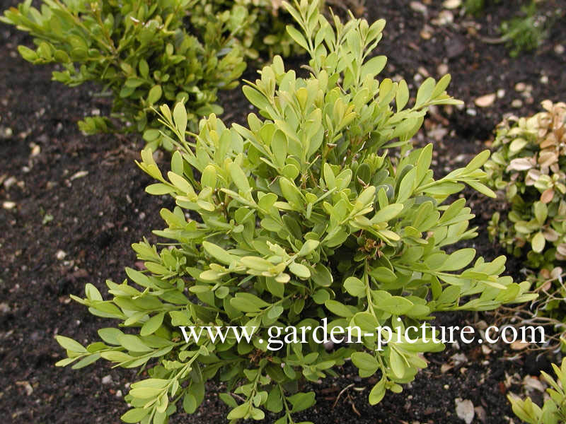 Buxus sinica 'Cushion'