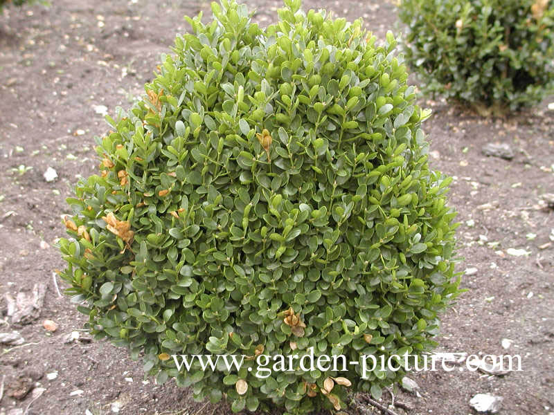 Buxus sempervirens 'Suffruticosa'