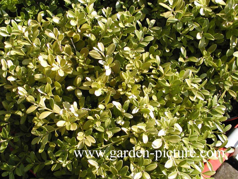 Buxus microphylla 'Herrenhausen'