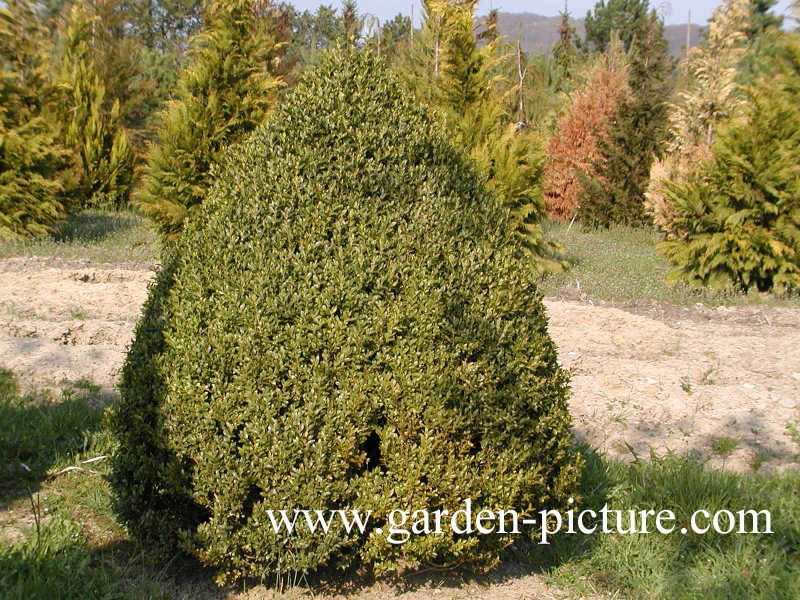 Buxus sempervirens