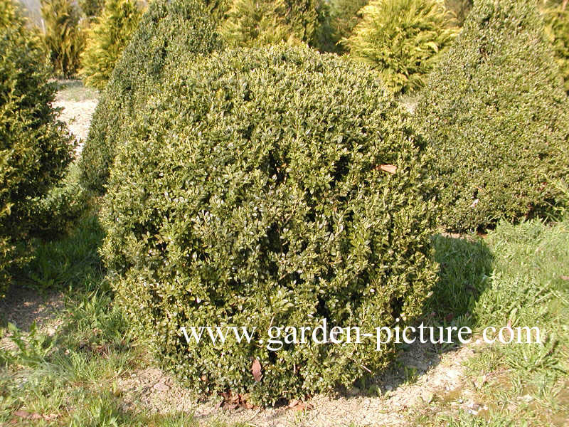 Buxus sempervirens