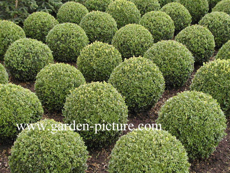 Buxus sempervirens