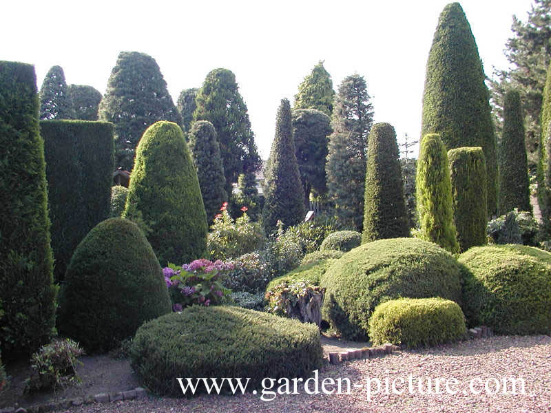 Buxus sempervirens