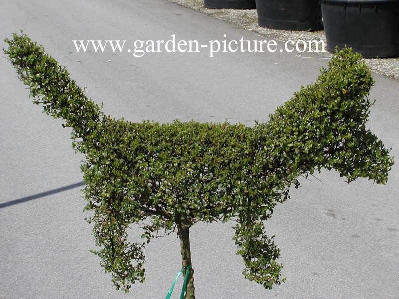 Buxus sempervirens