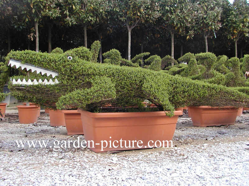 Buxus sempervirens