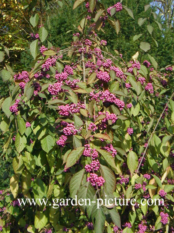 Callicarpa bodinieri 'Profusion'