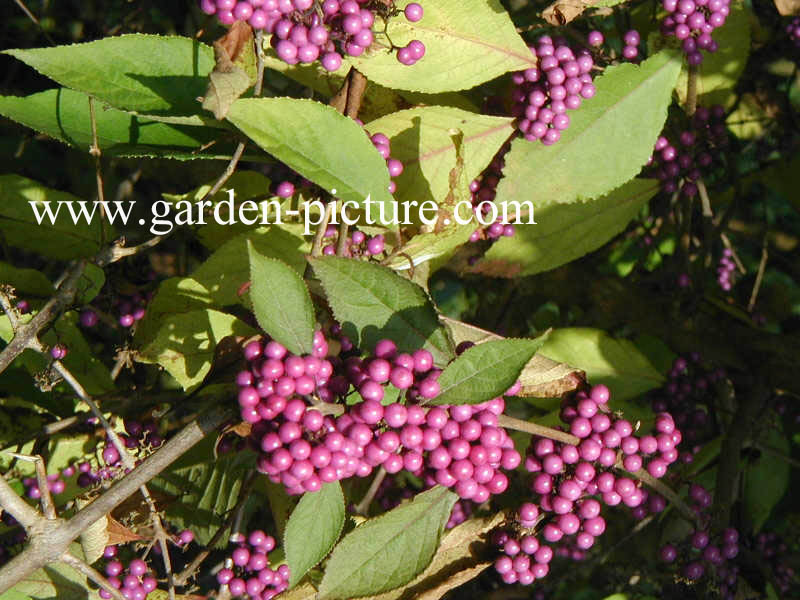 Callicarpa bodinieri 'Profusion'