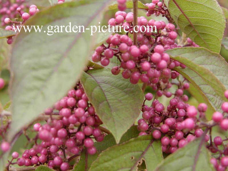 Callicarpa bodinieri 'Profusion'