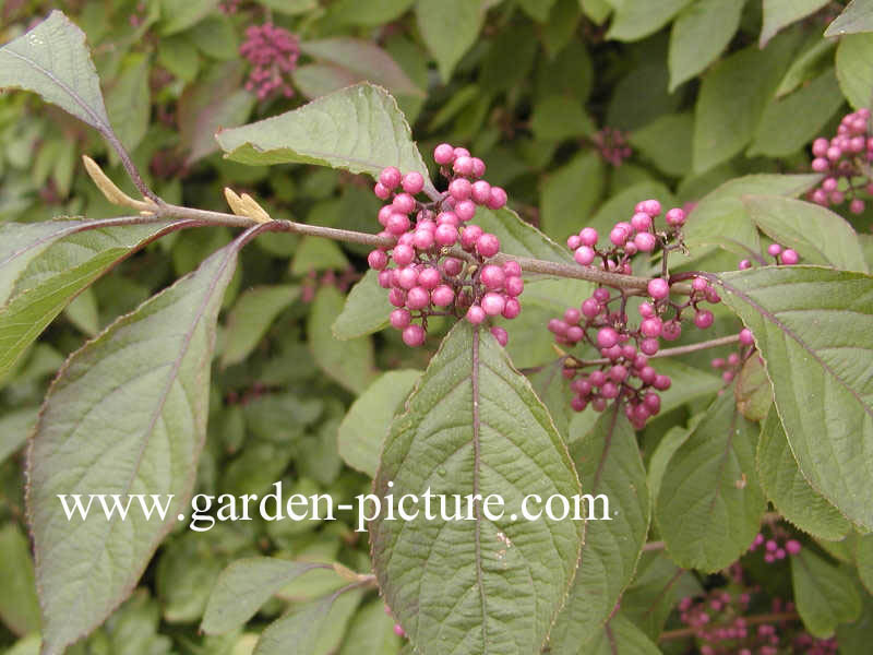 Callicarpa bodinieri 'Profusion'