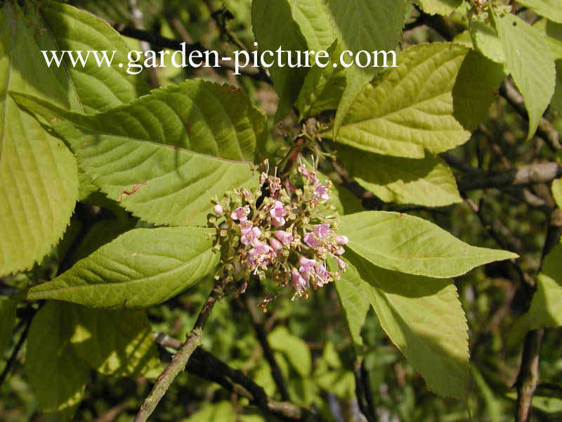 Callicarpa japonica