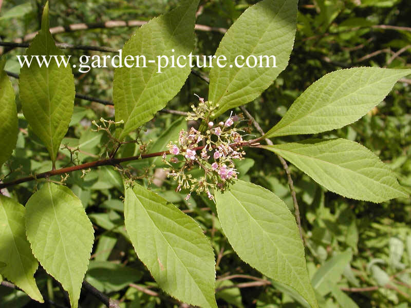 Callicarpa japonica