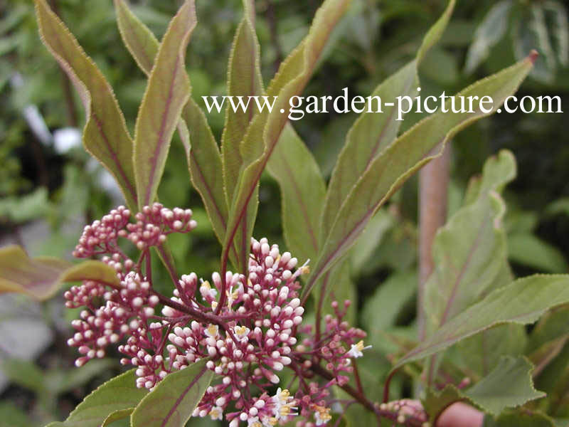 Callicarpa kwangtungensis