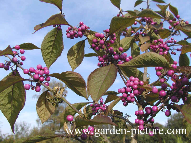 Callicarpa bodinieri 'Profusion'