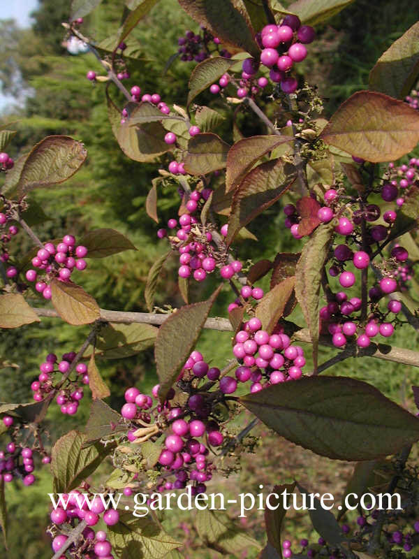 Callicarpa bodinieri 'Profusion'