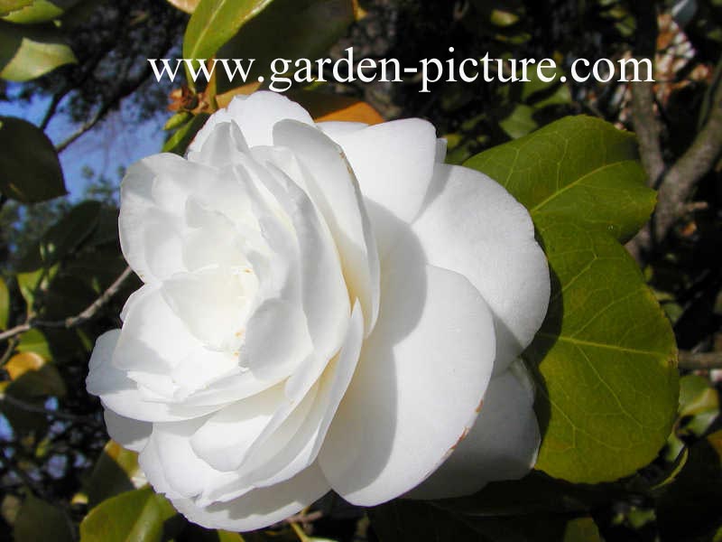 Camellia japonica 'Alba Plena'