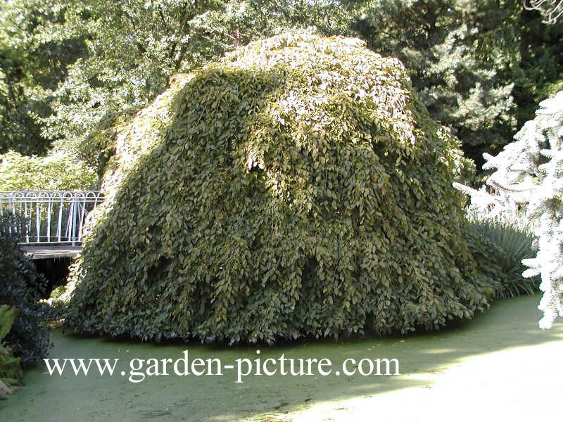 Carpinus betulus 'Pendula'