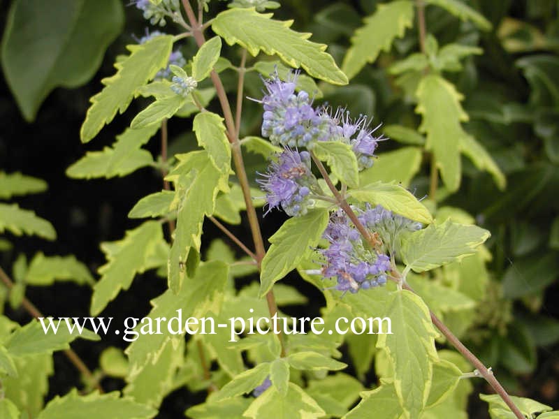 Caryopteris clandonensis 'Summer Sorbet'