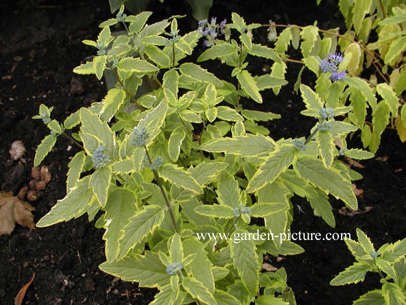 Caryopteris clandonensis 'Summer Sorbet'