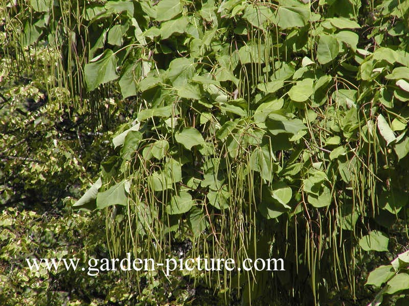 Catalpa bignonioides