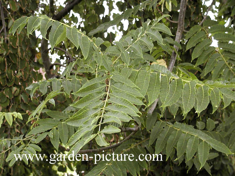 Toona sinensis