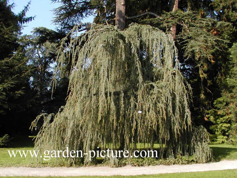 Cedrus libani 'Glauca Pendula'