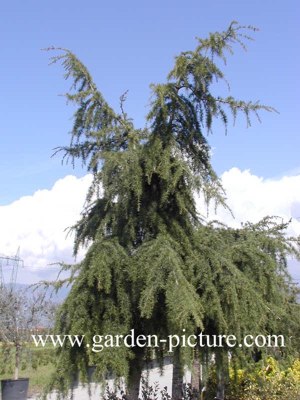 Cedrus libani 'Glauca Pendula'