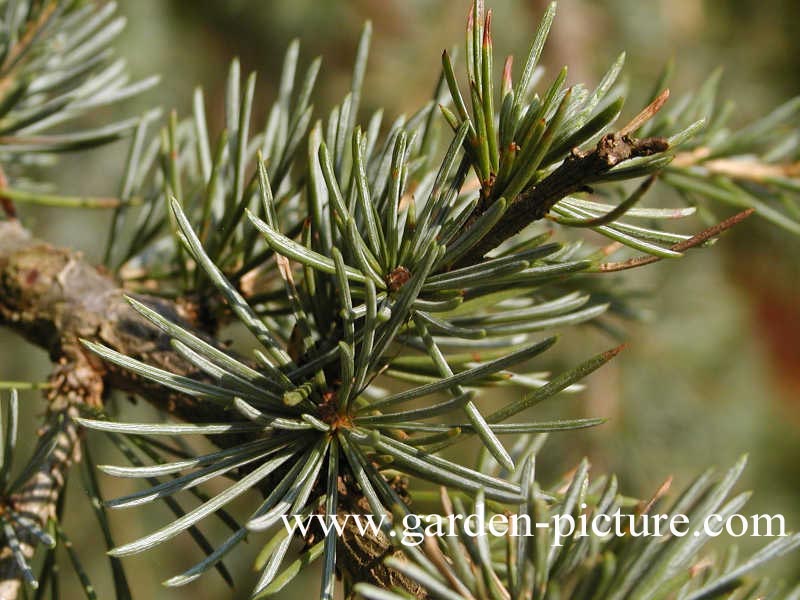 Cedrus libani 'Glauca Pendula'