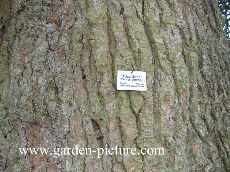 Cedrus libani ssp. atlantica