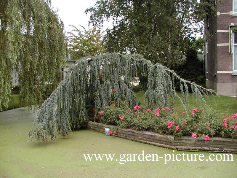 Cedrus libani 'Glauca Pendula'