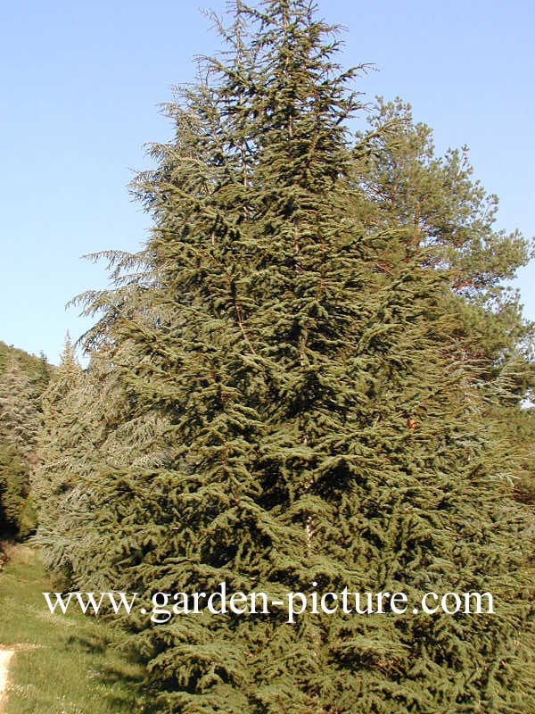 Cedrus libani brevifolia