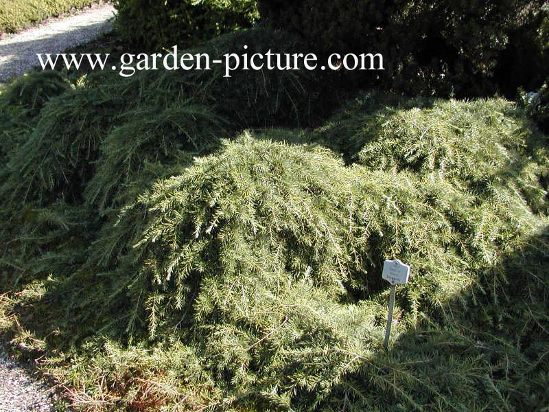 Cedrus libani 'Sargentii'