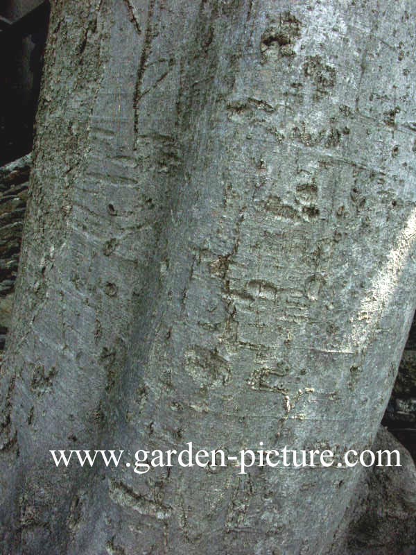 Celtis australis