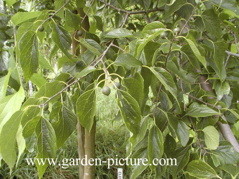 Celtis occidentalis