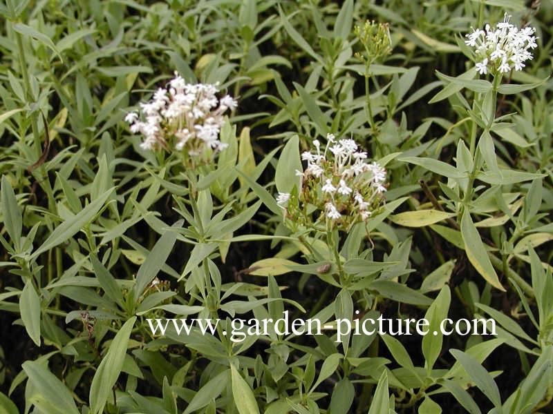 Centranthus ruber 'Albus'