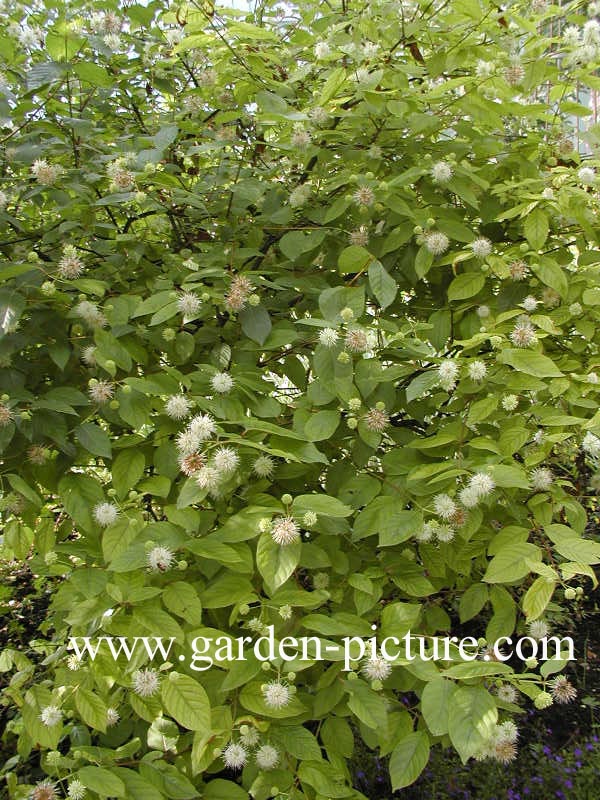 Cephalanthus occidentalis