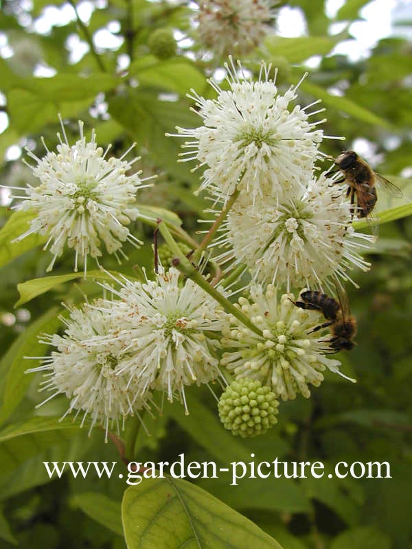 Cephalanthus occidentalis