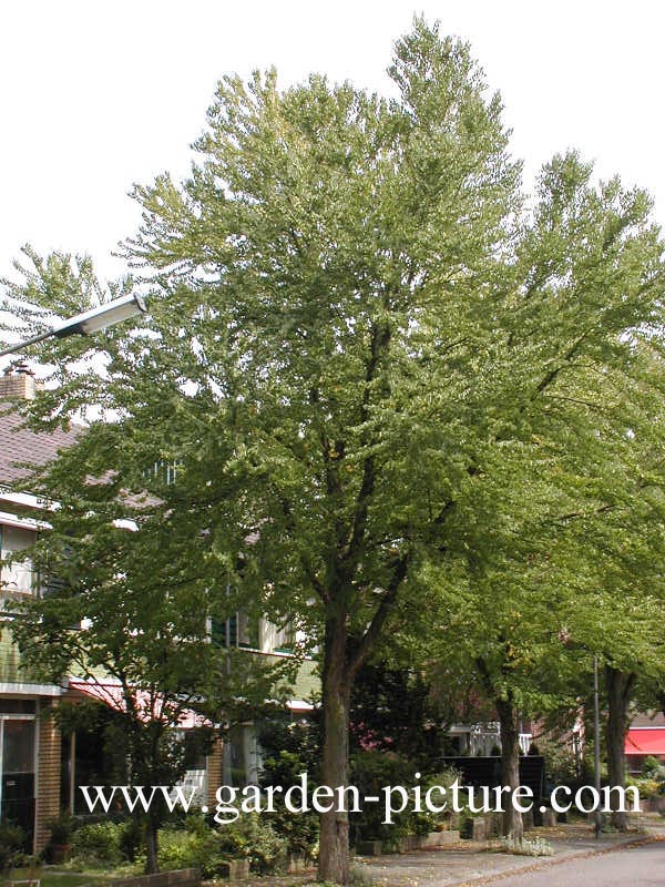 Cercidiphyllum japonicum