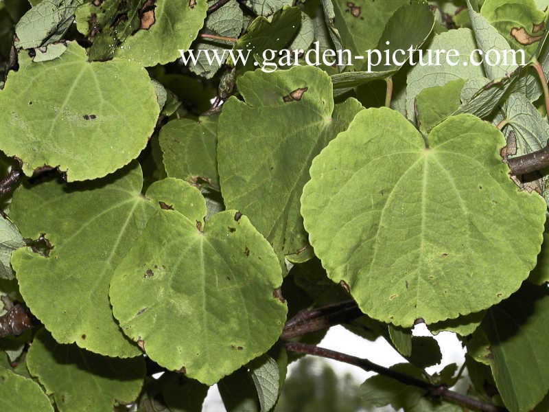 Cercidiphyllum japonicum