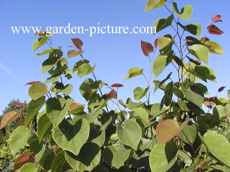 Cercis canadensis