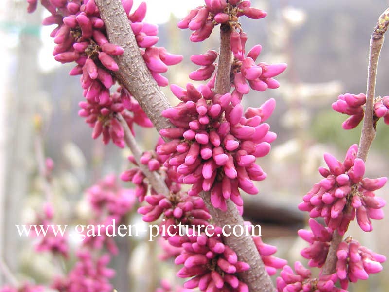 Cercis chinensis 'Avondale'