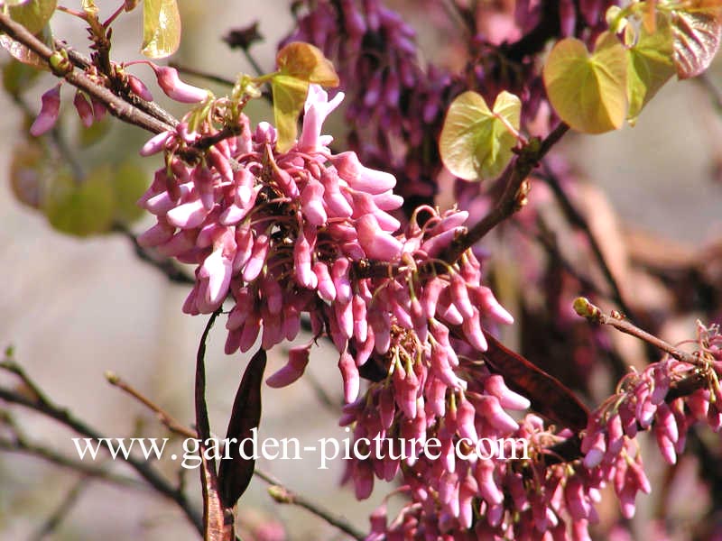 Cercis siliquastrum