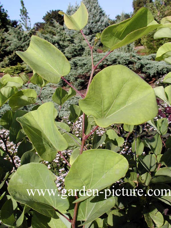 Cercis siliquastrum