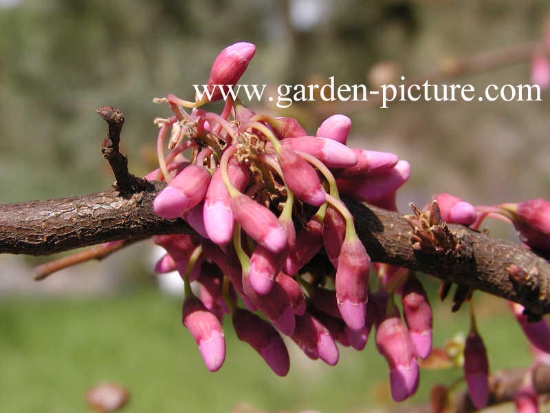 Cercis siliquastrum