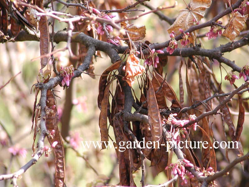 Cercis siliquastrum