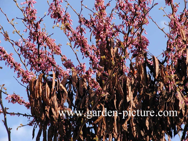 Cercis siliquastrum