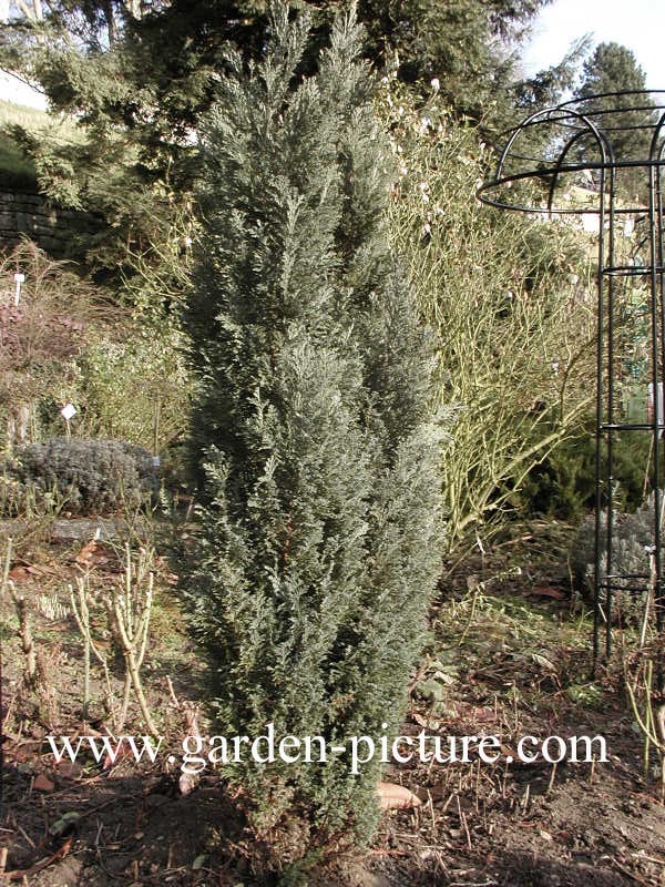 Chamaecyparis lawsoniana 'Ellwoodii'